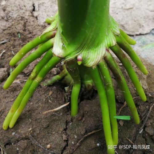 普通的根一般是植物的地下部分,能够吸收水分和无机盐,并起到固定的