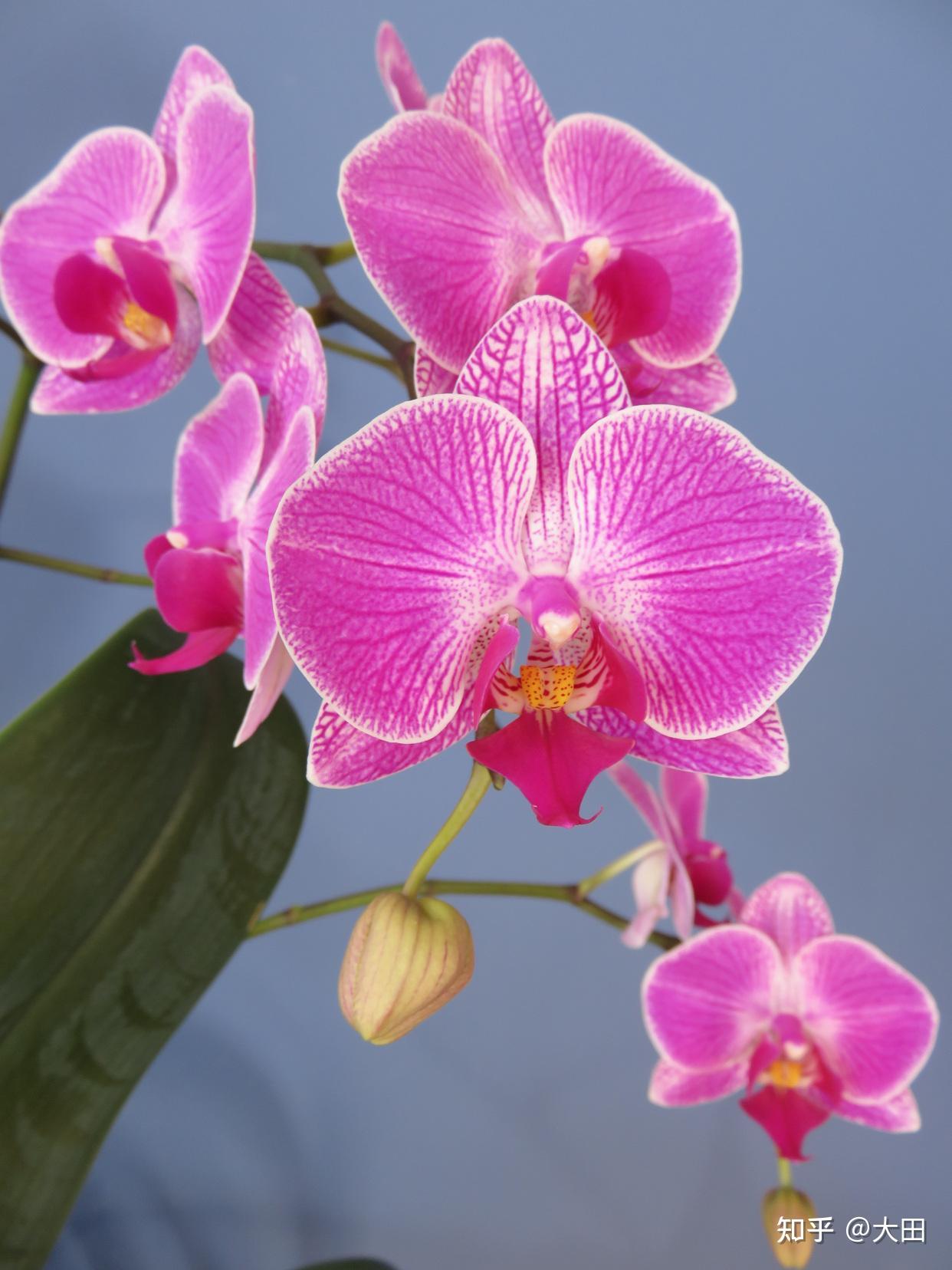 10种附生兰花会让你惊艳不已 - 知乎
