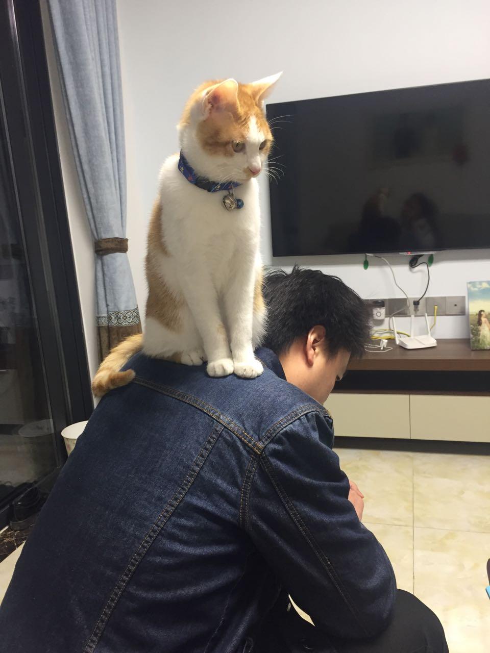 养田园猫就这么被人看不起吗?