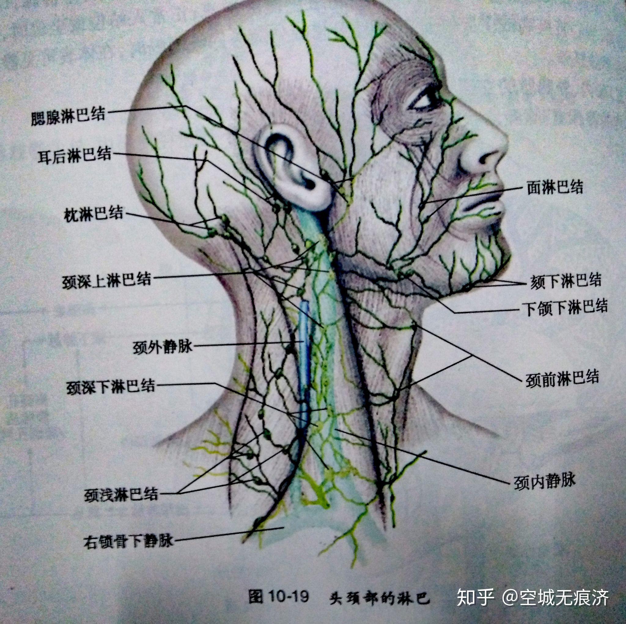 面神经管解剖图片