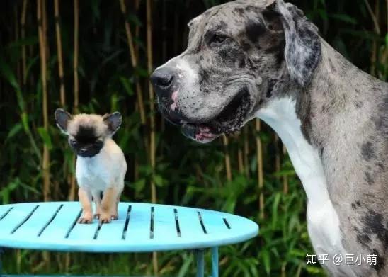 终极选狗手册 大小型犬 公母犬 成犬幼犬 纯种混种怎么挑 知乎