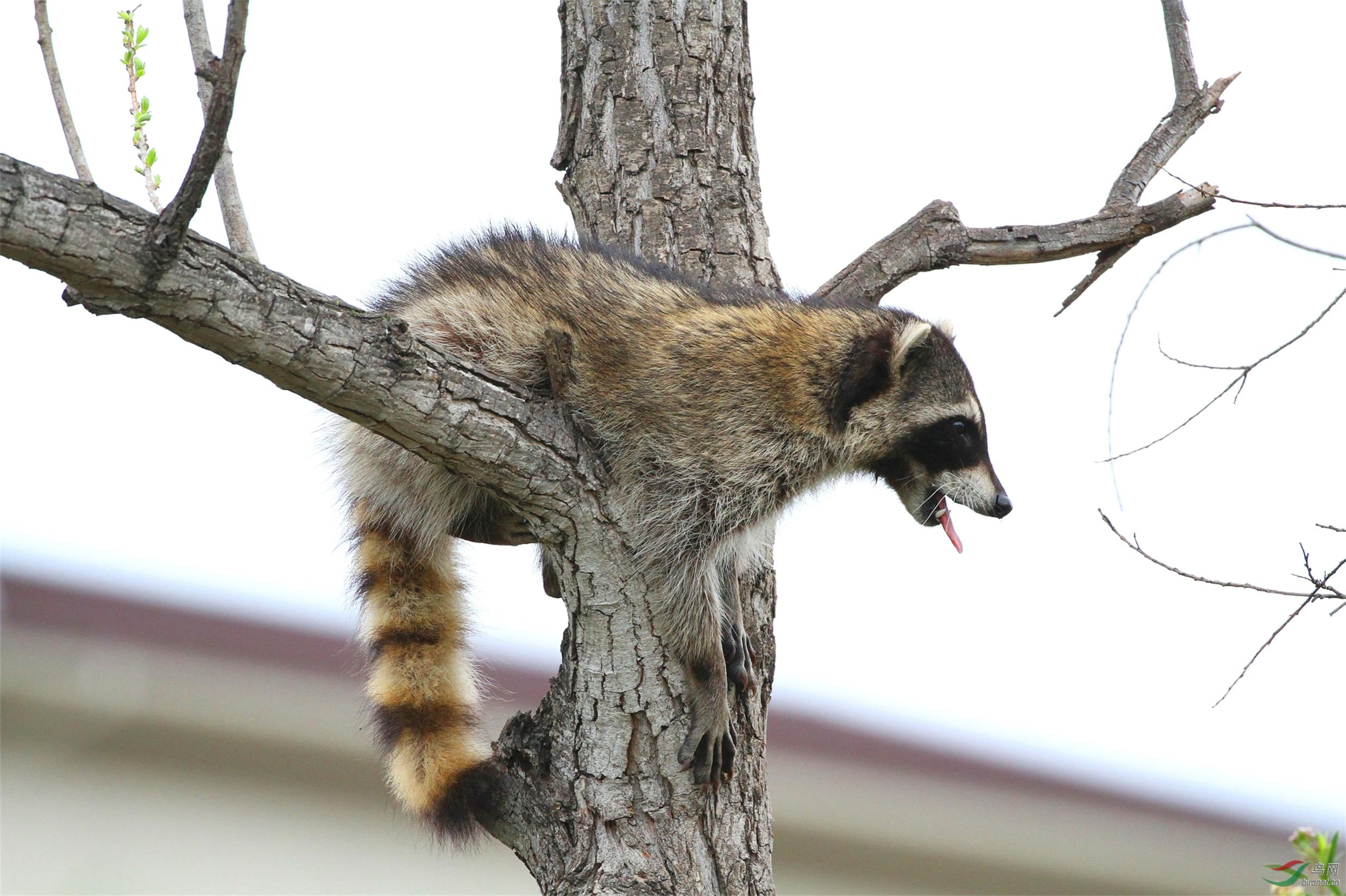 爱干净的小浣熊吃棉花糖也要洗一洗