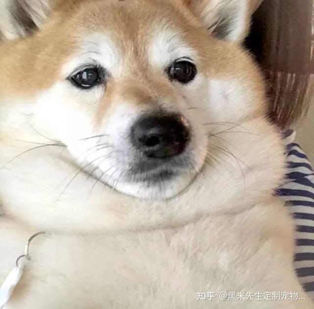 论狗子的身材管理 - 知乎