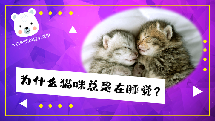 大白熊的养猫小常识05：为什么猫咪总是在睡觉？ 知乎