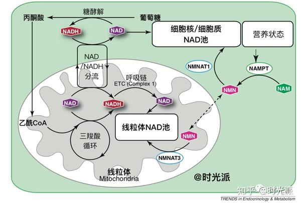 比nmn強4倍,還原型nadh是新晉