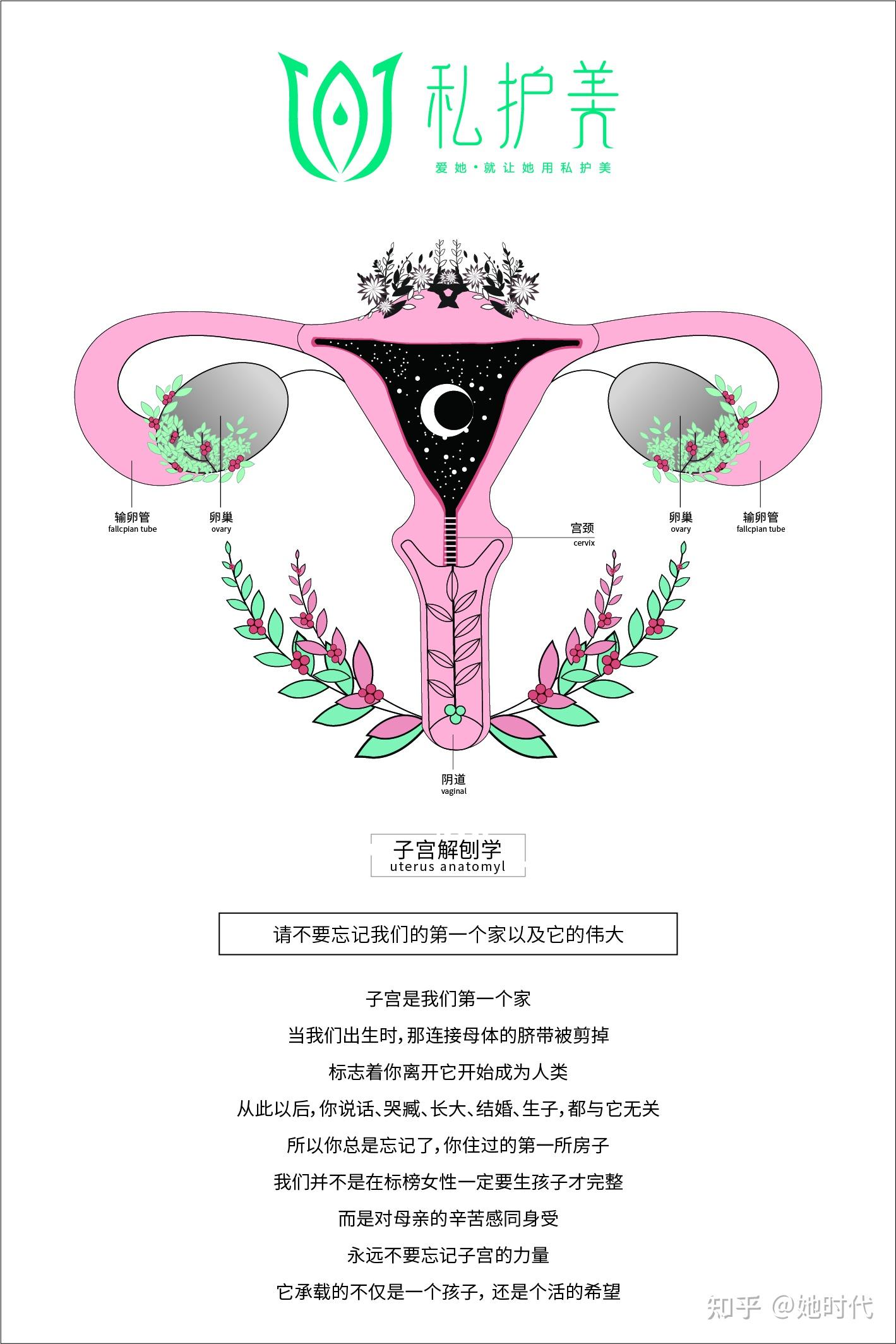 子宫,生殖器官,女性生殖器官,医疗图片素材_高清图片素材