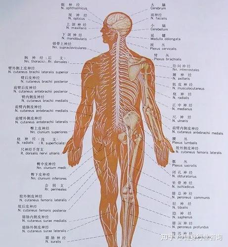 脊柱对应神经线图片图片