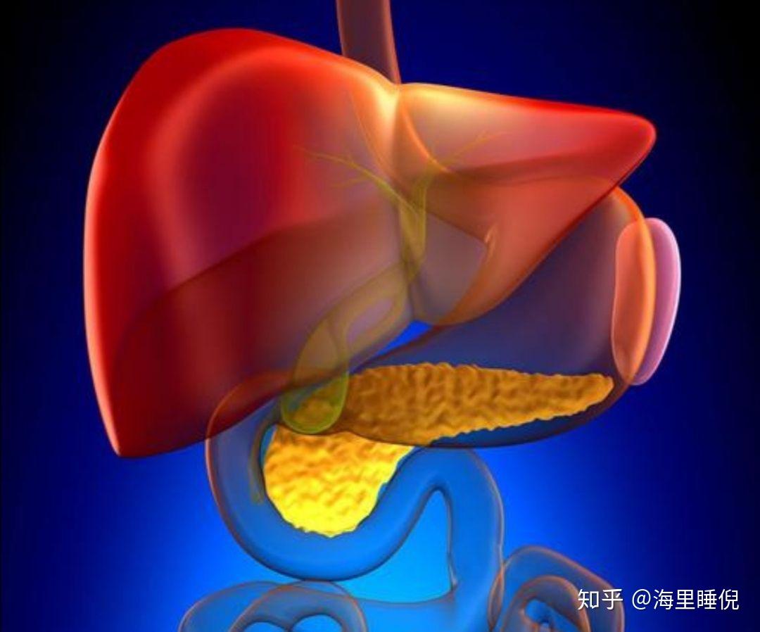 「脂肪肝」對身體有哪些影響,該如何調養?