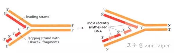 端粒与端粒酶1：如何让生命时钟维持平衡？ - 知乎