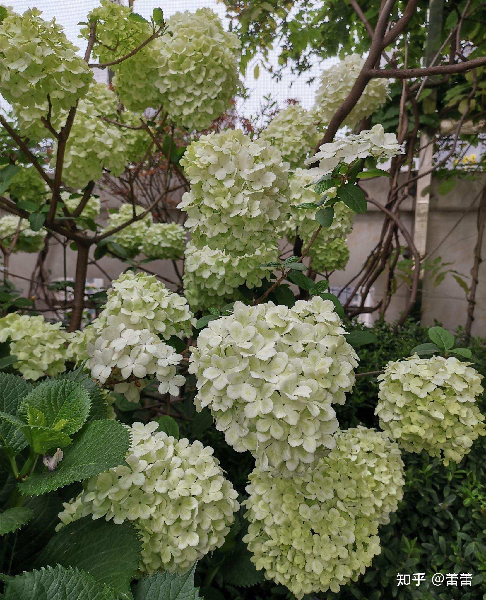 刺客列传里的羽琼花是什么花我知道是绣球花绣球花里的哪一种啊