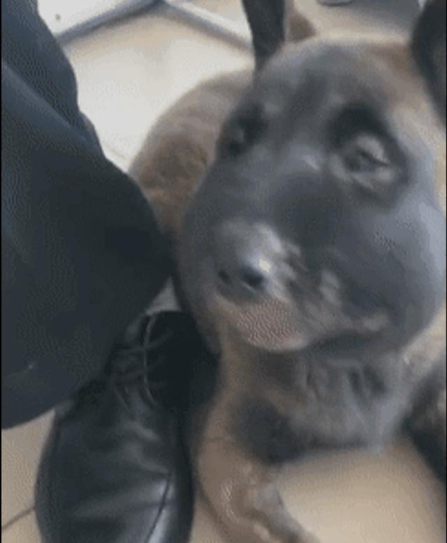 狗为啥会突然劈叉 v2-c99b130ed394a89dc33be7c0067f71b8_r.jpg