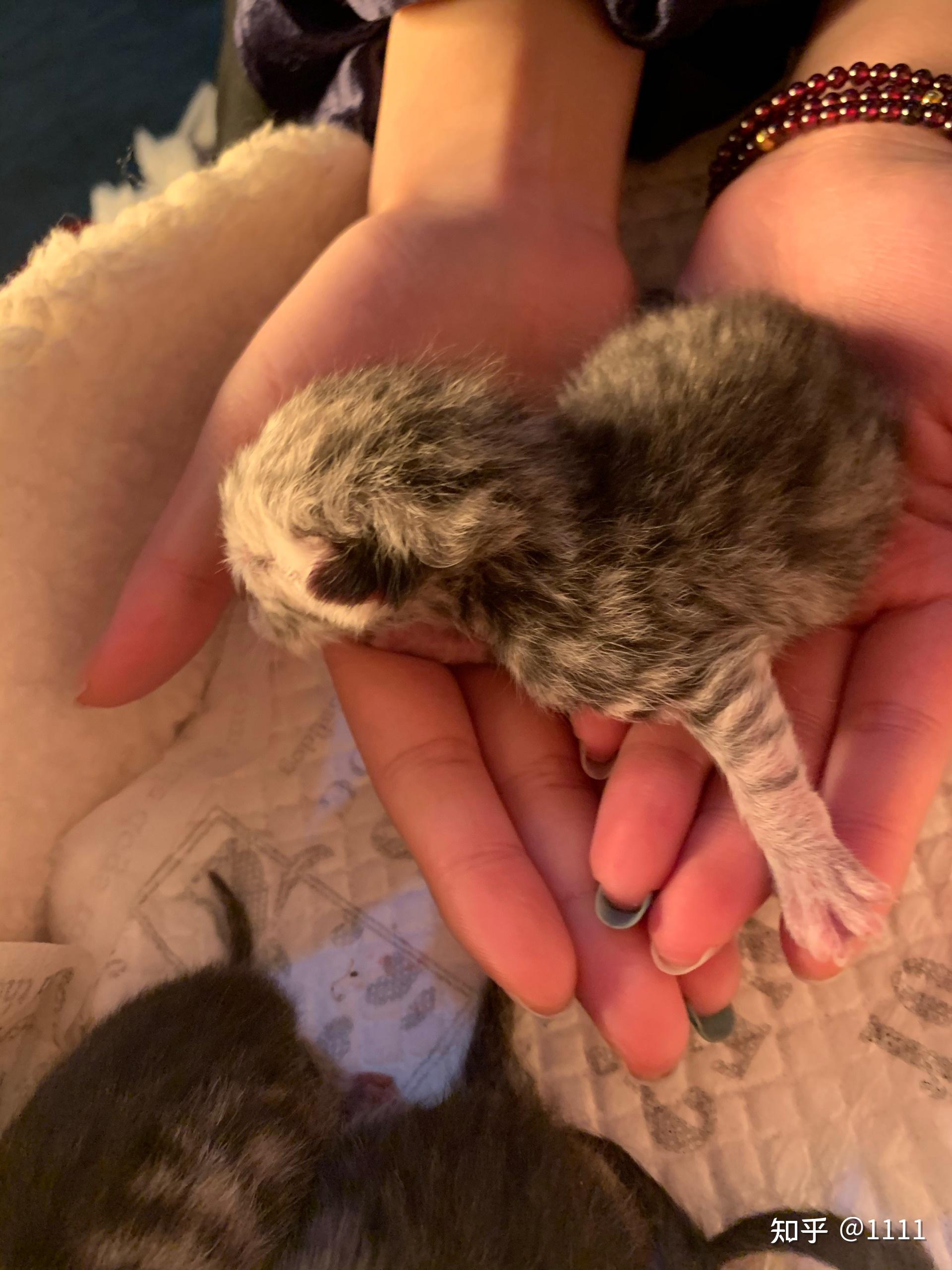 蓝猫配虎斑生出来是什么样的呢? - 知乎