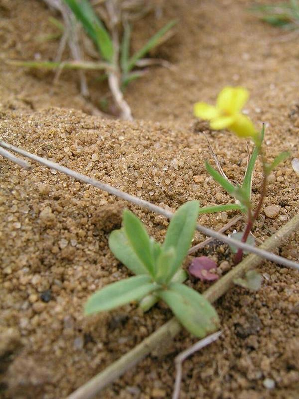 不是什么泥巴都能养花 养好一盆花 从学会用土开始吧 知乎