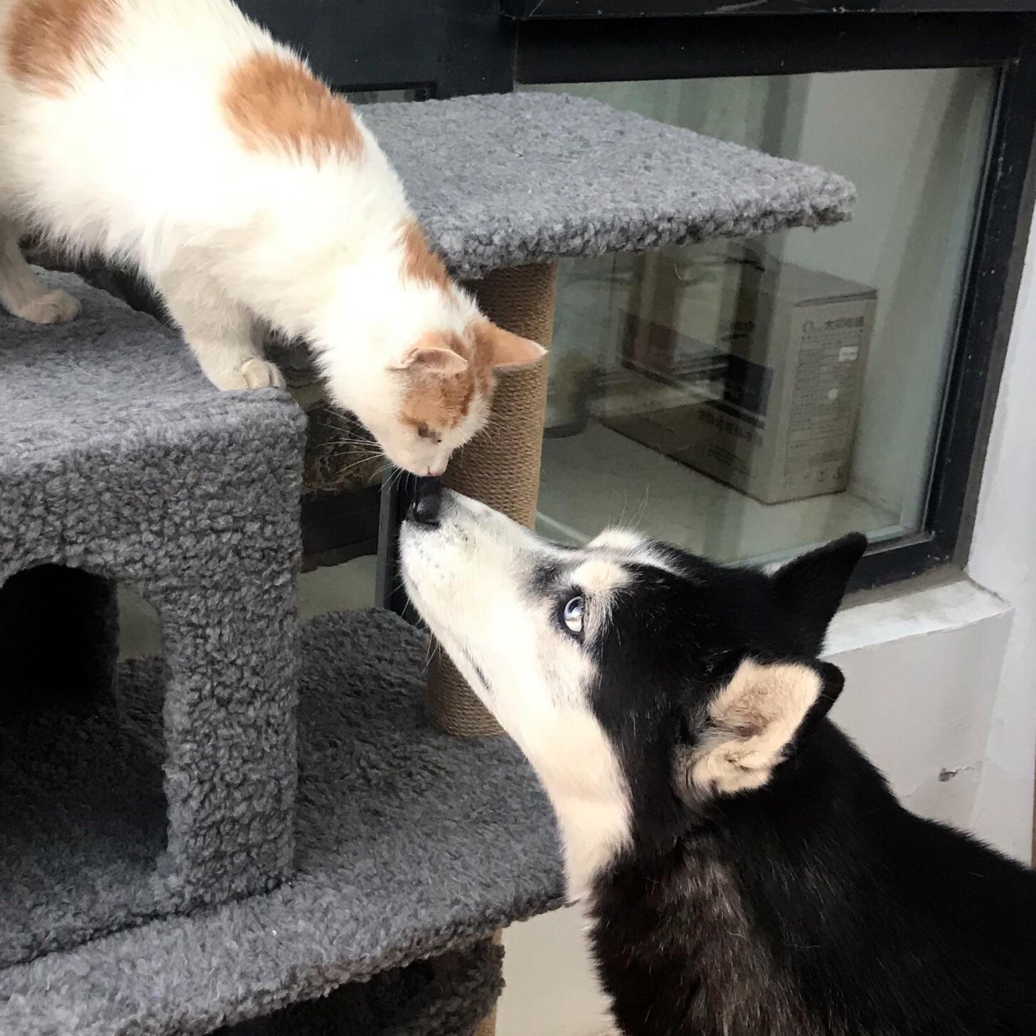 一只猫和一只狗微信头像 v2-c9a5b91147f876e83b849c5a27808b5a_r.jpg