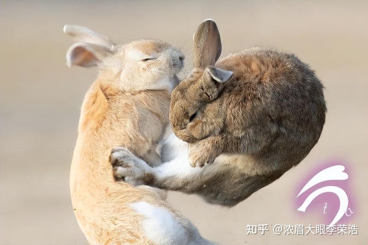 兔子会功夫谁都挡不住兔兔帅气飞踢动作超标准