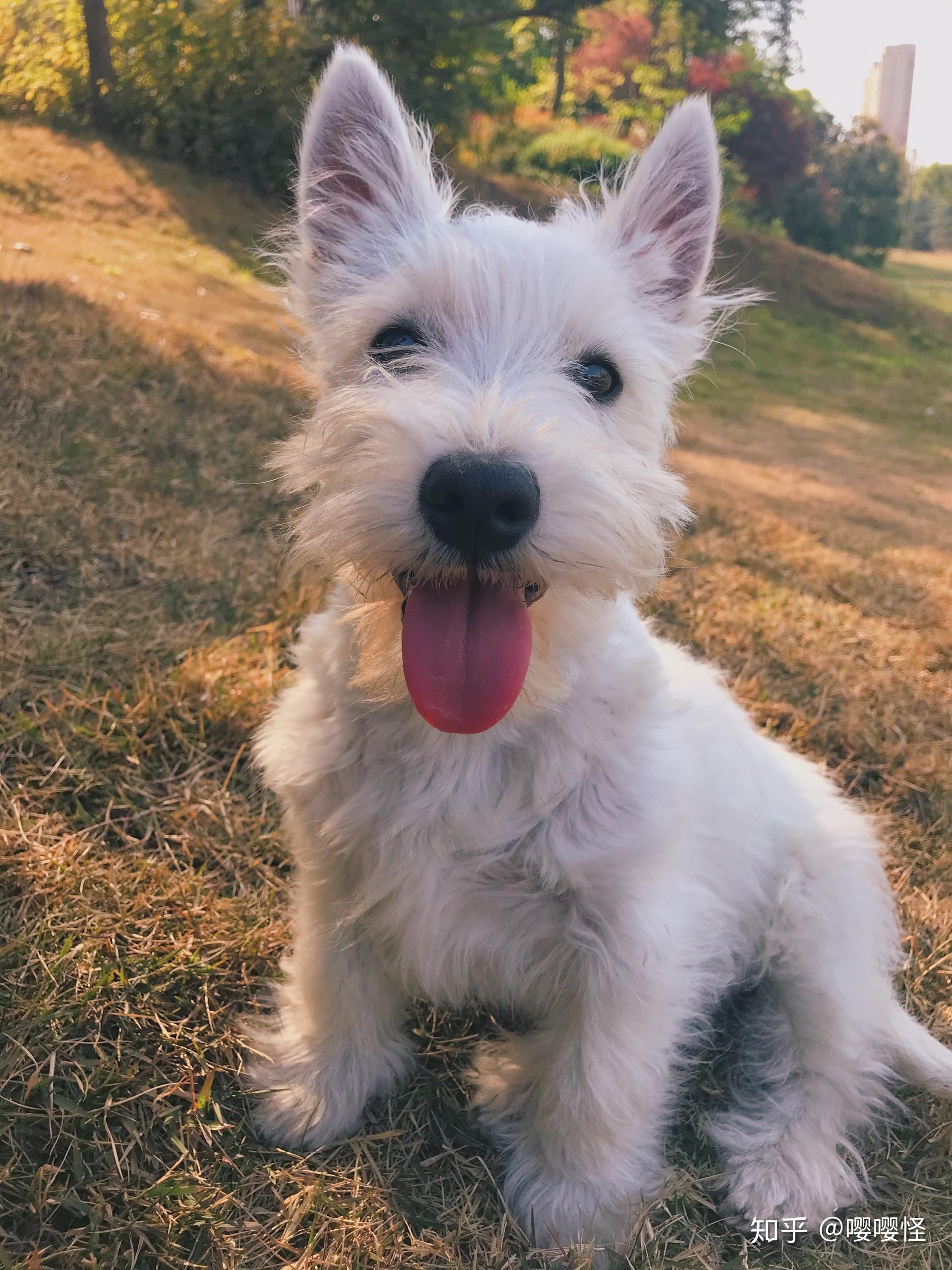 养一只西高地白梗是什么体验? - 知乎