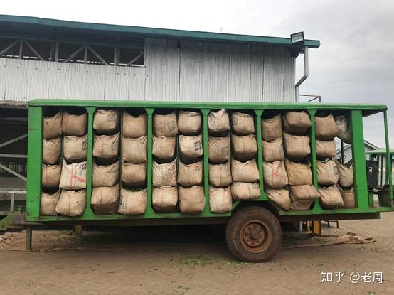 刚从茶园运来的茶叶