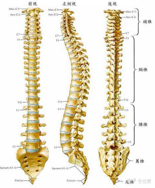 脊髓前角和后角的区别图片