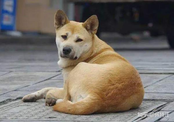 中华田园犬为什么禁养——中华田园犬怎么养的十个要点 知乎