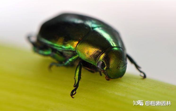 属鞘翅目,金龟甲科,在中国约有50余种.