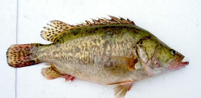 黑龙江佳木斯特产抚远鳌花鱼图文介绍