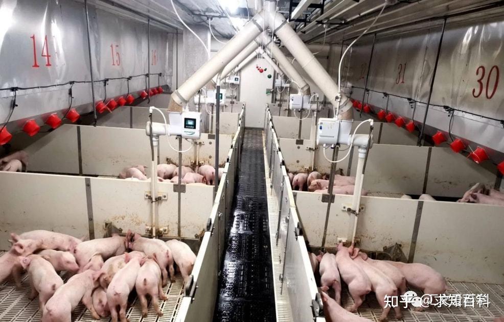 取代美国，中国建成全球最大养猪场，占地面积达2500亩，拥有21栋 知乎 