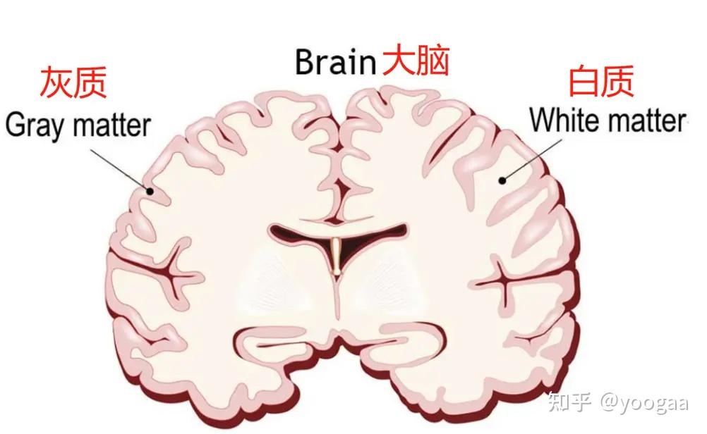 宝宝DHA产品大比拼，哪款更适合宝宝补充？脑白质脑灰质同补是关键，童年时光inne全脑DHA更全面！ - 知乎
