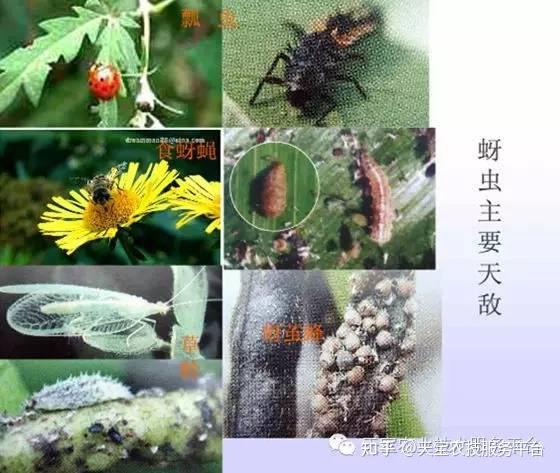 刺吸式口器害虫高清图谱惊爆了