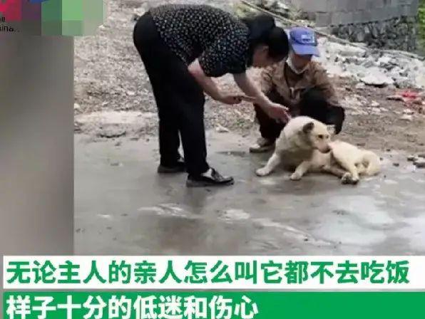 主人去世,毛孩子五天不吃不喝,仰天长啸,表情无助 - 知乎