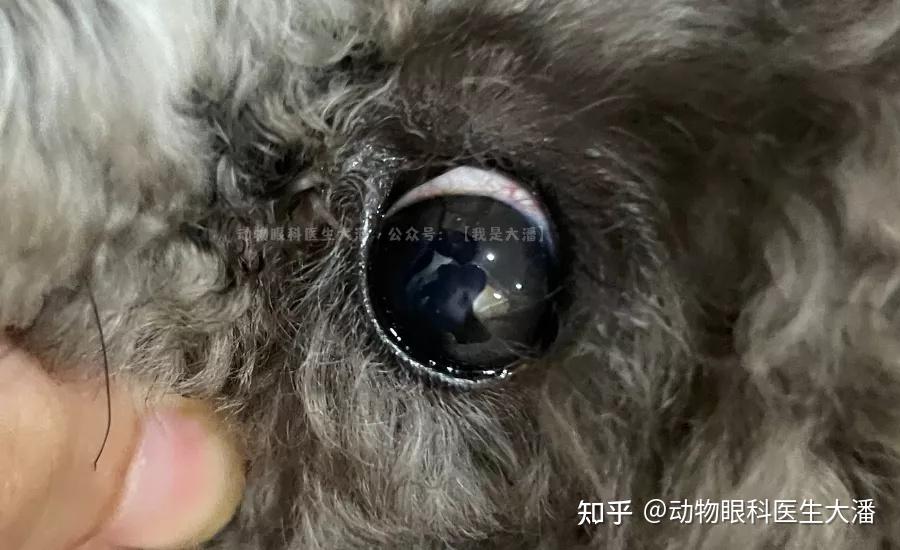 泰迪角膜穿孔眼睛穿孔眼睛发白的治疗