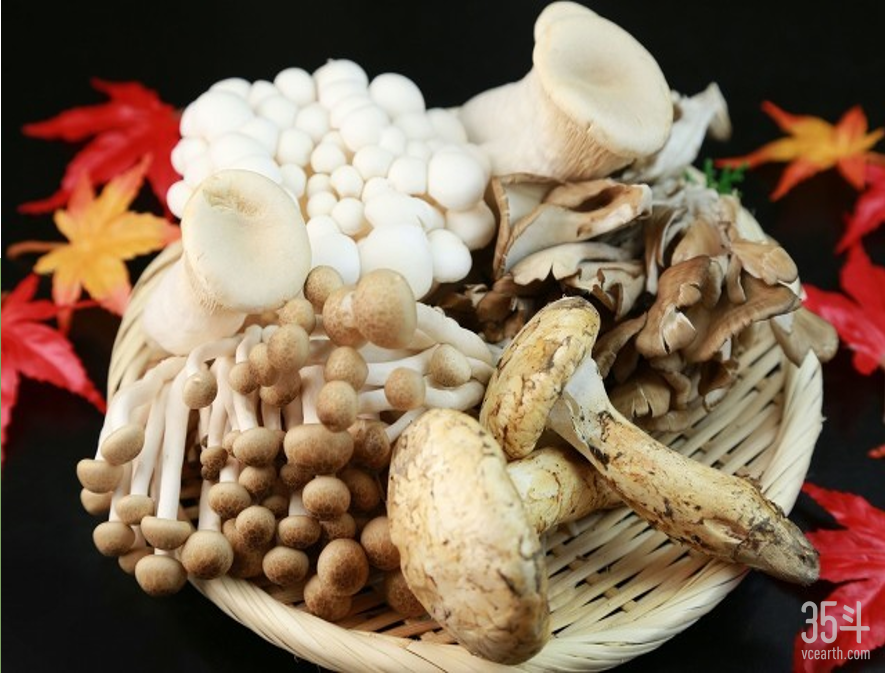 维龄生物:精准聚焦食用菌蛋白产业,领先打造【LONG MEET】饮品 - 知乎