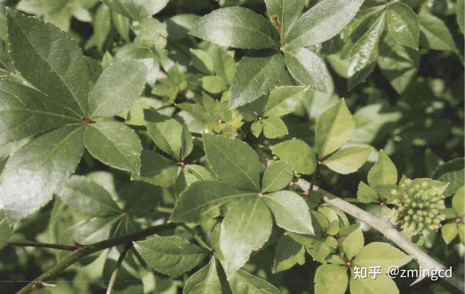 五片叶子的植物都有哪些？ - 知乎