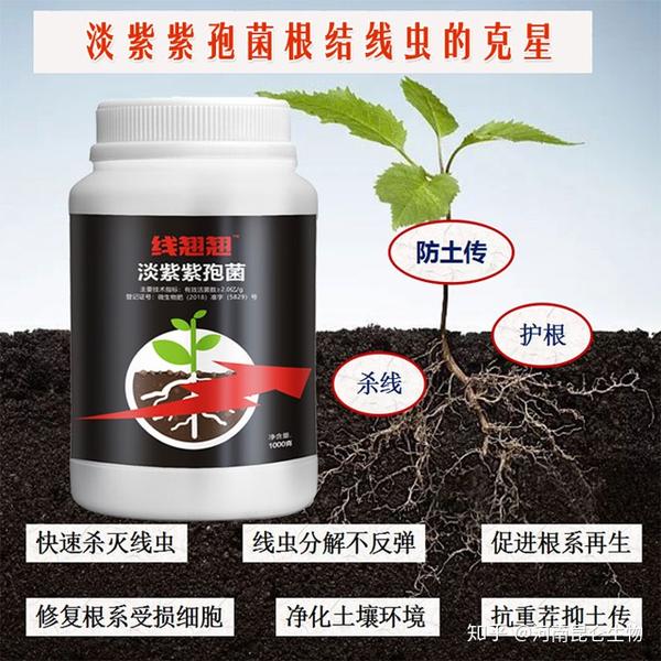 茄子根结线虫怎么治 茄子根结线虫打什么药 茄子根结线虫的防治用线翘翘 茄子根结线虫用什么药防治