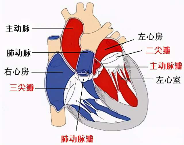 心包二尖瓣图片