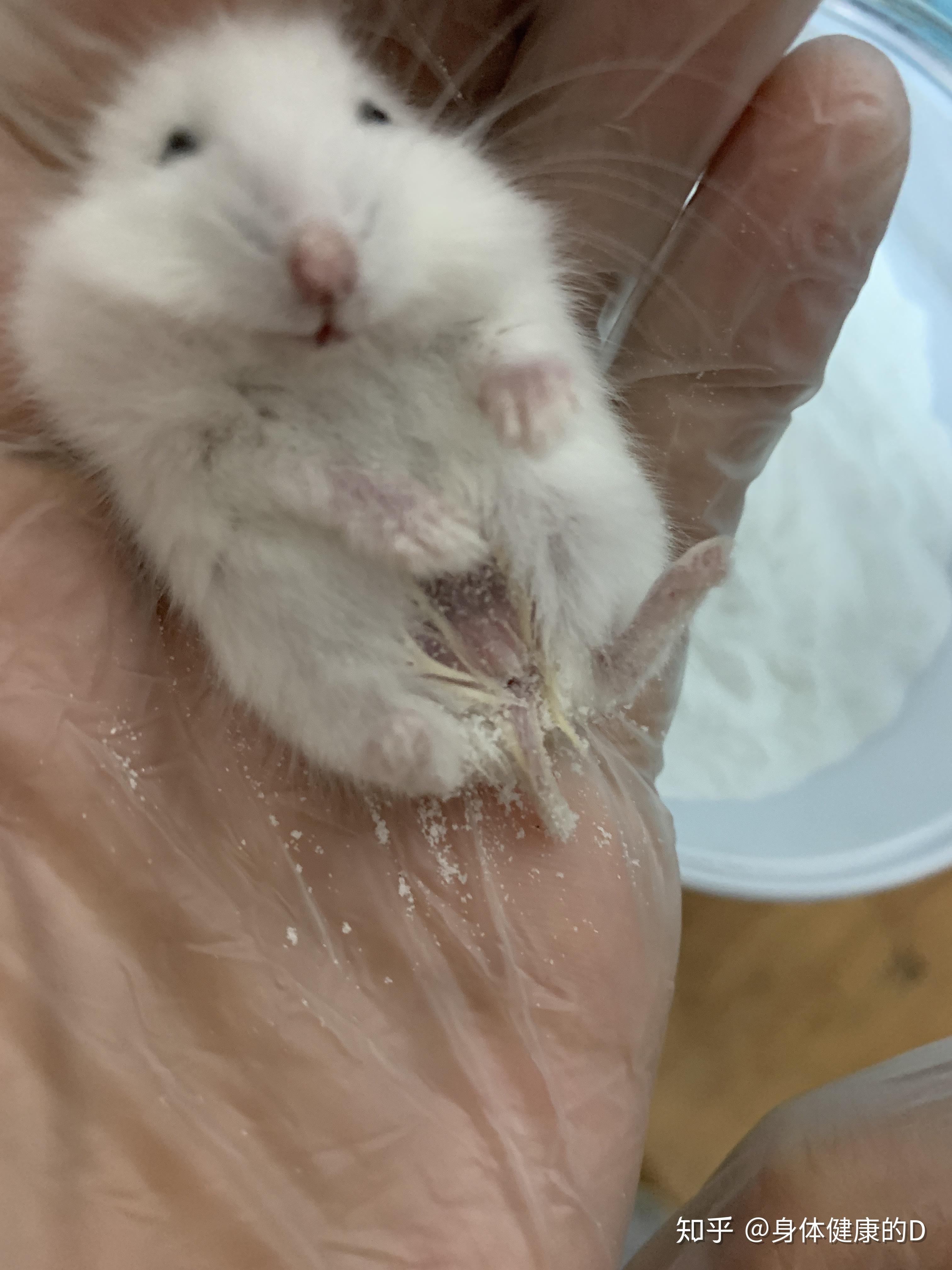 仓鼠一天时间突然没精神肚皮一块没毛湿湿的这是湿尾吗