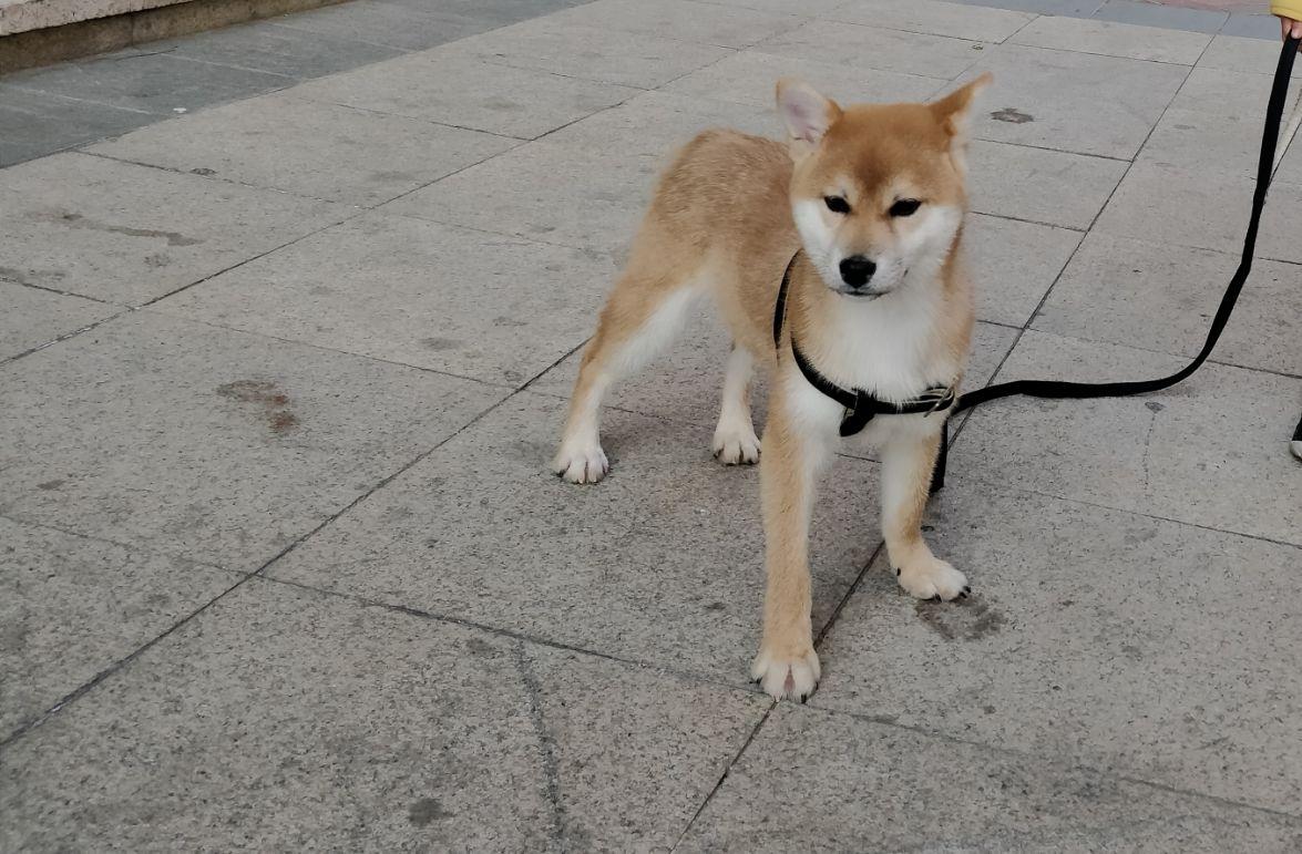 柴犬体重与月份对照表 搜狗图片搜索 柴犬体重与月份对照表 搜狗图片搜索