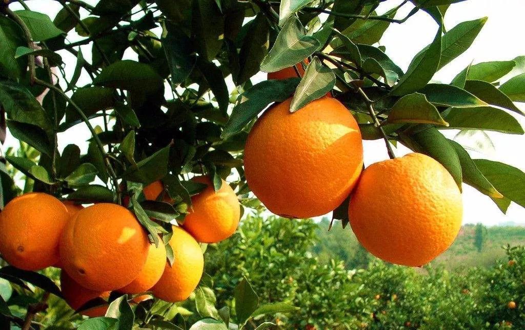 绿色有机 孕育出高品质脐橙