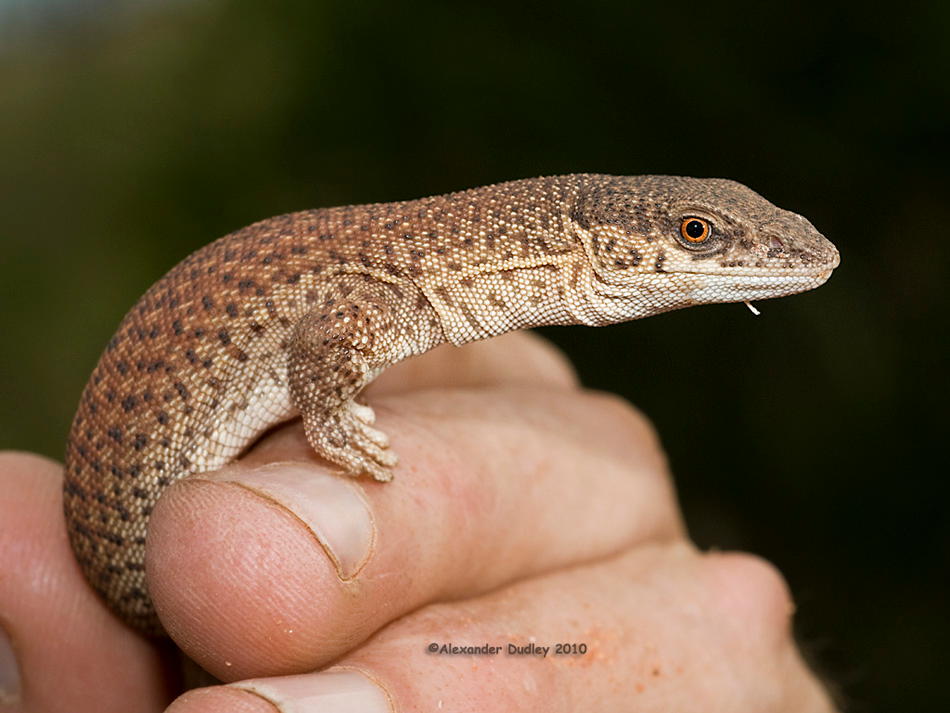 动物篇49爬行纲巨蜥