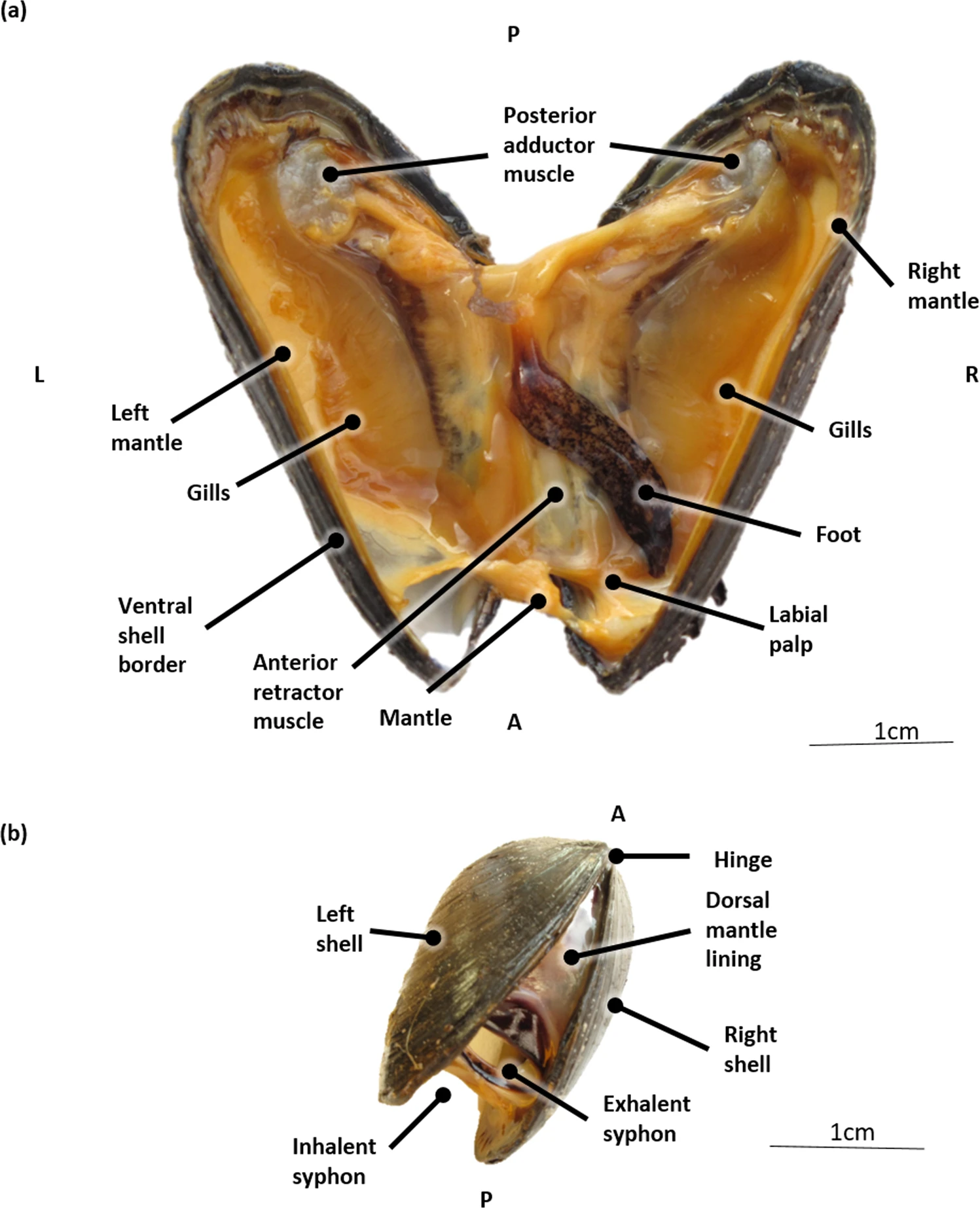 贻贝解剖结构图图片