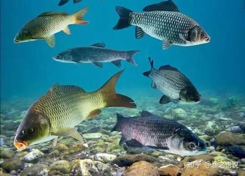 常見淡水魚習性食性彙總你瞭解自己釣的魚嗎