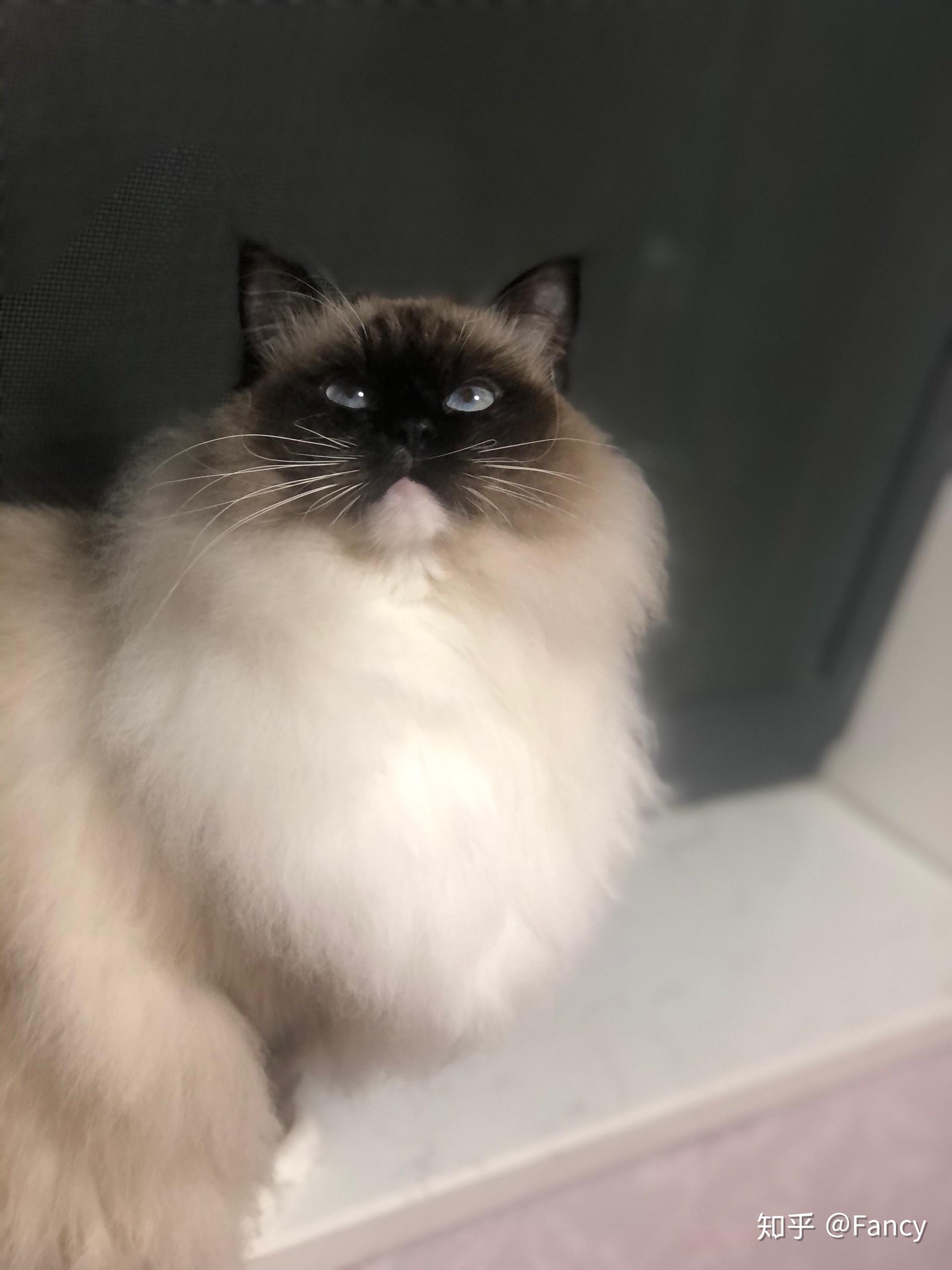 黑脸布偶会很丑吗? - 知乎