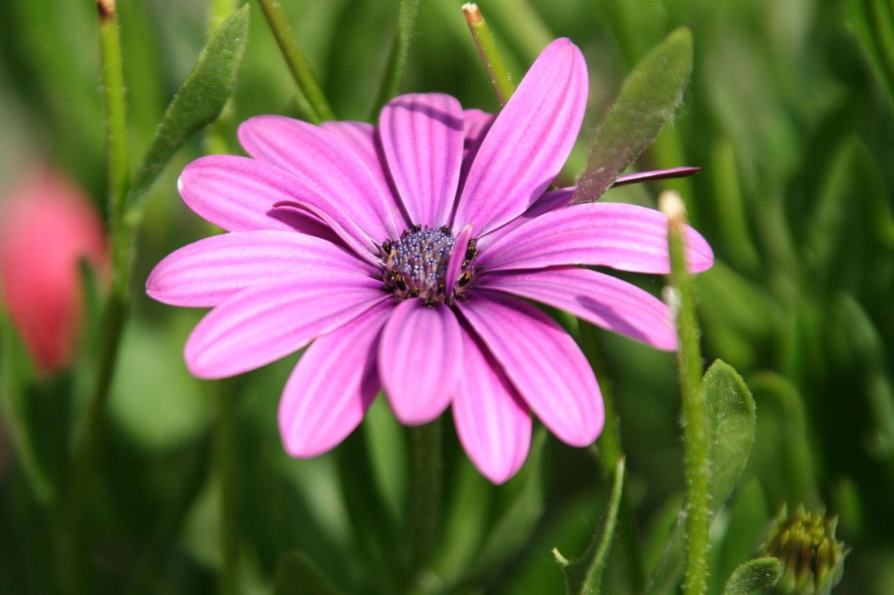 深粉色配什么颜色好看