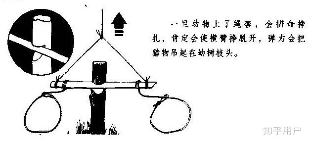 野外生存时如何制作陷阱机关之类的捕猎小动物有没有有关制作陷阱机关