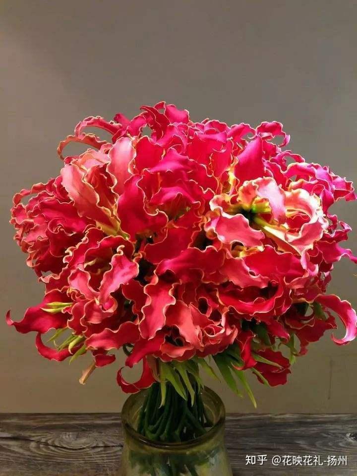 津巴布韦国花象征荣光的嘉兰