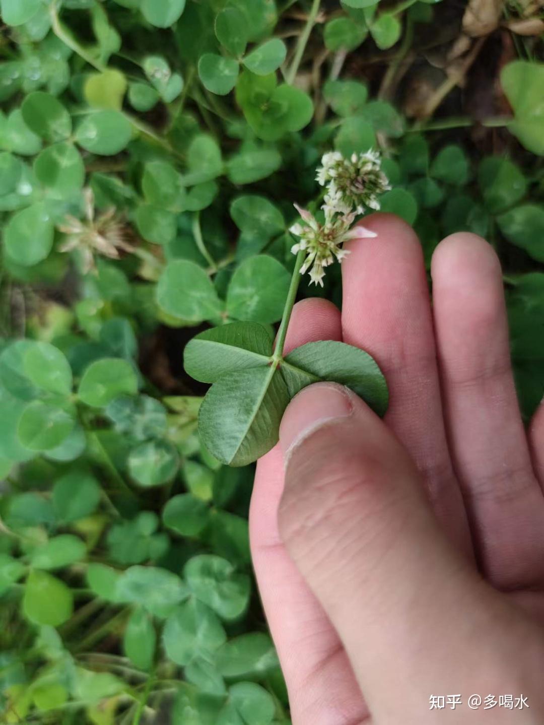 白三葉草白車軸草