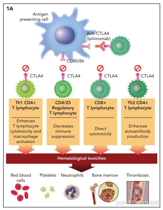 免疫检查点抑制剂相关血液毒性产生机制及发生率，应对处理 知乎