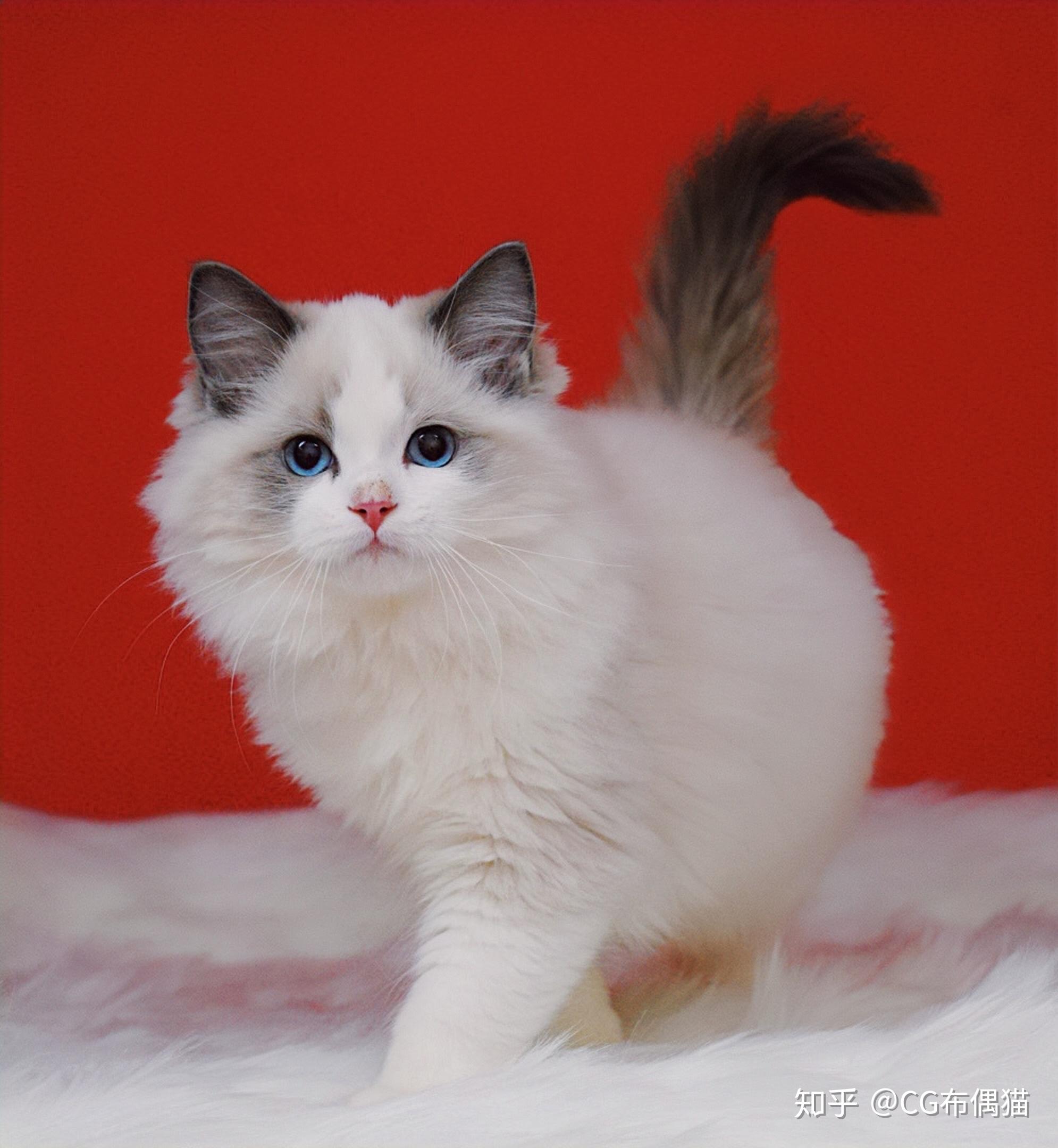 想要养一只布偶猫怎么挑选怎么看品相