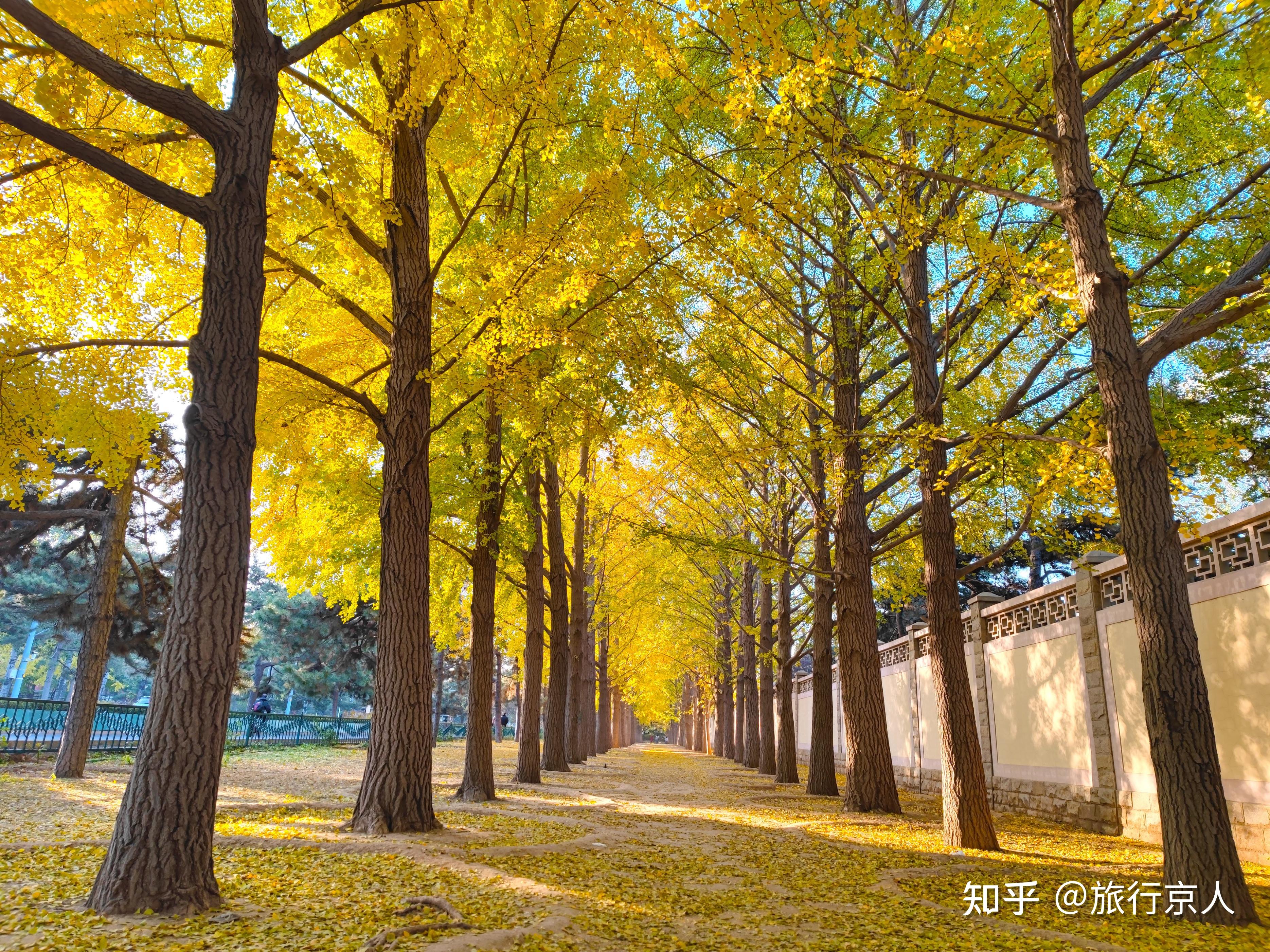 错过等一年的北京银杏大道