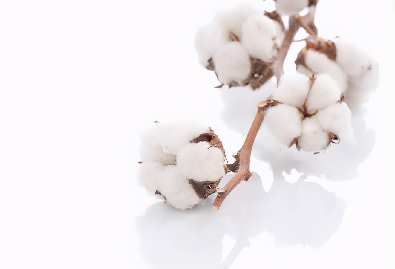 棉花期权与期货相结合助力棉花产业平稳发展