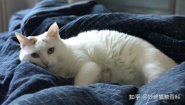 再次提醒！猫咪“养久了”，最好别让它上床睡觉，原因很真实 知乎